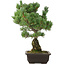 Pinus parviflora, 50 cm, ± 30 ans