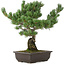 Pinus parviflora, 50 cm, ± 30 anni