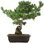 Pinus parviflora, 50 cm, ± 30 years old