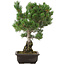 Pinus parviflora, 50 cm, ± 30 ans