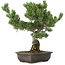 Pinus parviflora, 50 cm, ± 30 ans