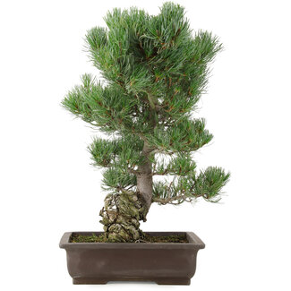 Pinus parviflora, 49 cm, ± 30 ans