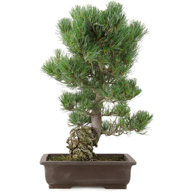 Pinus parviflora, 49 cm, ± 30 jaar oud