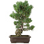 Pinus parviflora, 49 cm, ± 30 anni