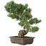 Pinus parviflora, 49 cm, ± 30 jaar oud