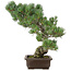 Pinus parviflora, 49 cm, ± 30 jaar oud