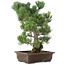 Pinus parviflora, 49 cm, ± 30 anni
