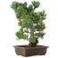 Pinus parviflora, 49 cm, ± 30 jaar oud