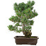 Pinus parviflora, 49 cm, ± 30 years old