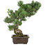 Pinus parviflora, 49 cm, ± 30 jaar oud