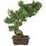 Pinus parviflora, 49 cm, ± 30 Jahre alt