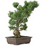 Pinus parviflora, 49 cm, ± 30 jaar oud