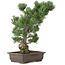 Pinus parviflora, 49 cm, ± 30 years old