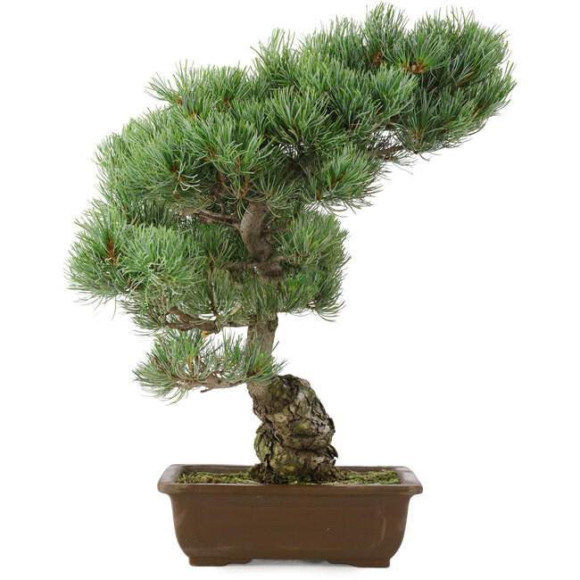 Pinus parviflora, 45 cm, ± 25 jaar oud