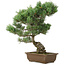 Pinus parviflora, 45 cm, ± 25 ans