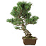 Pinus parviflora, 45 cm, ± 25 ans