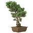 Pinus parviflora, 45 cm, ± 25 anni