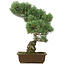 Pinus parviflora, 45 cm, ± 25 años