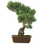 Pinus parviflora, 45 cm, ± 25 jaar oud