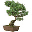 Pinus parviflora, 45 cm, ± 25 jaar oud