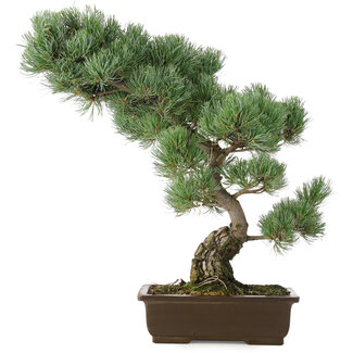 Pinus parviflora, 49 cm, ± 25 anni