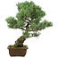 Pinus parviflora, 45 cm, ± 25 jaar oud