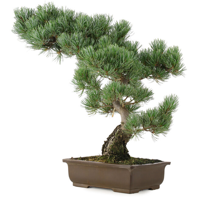 Pinus parviflora, 49 cm, ± 25 ans