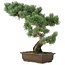 Pinus parviflora, 49 cm, ± 25 años