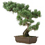 Pinus parviflora, 49 cm, ± 25 jaar oud