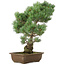 Pinus parviflora, 45 cm, ± 25 anni