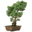 Pinus parviflora, 45 cm, ± 25 Jahre alt