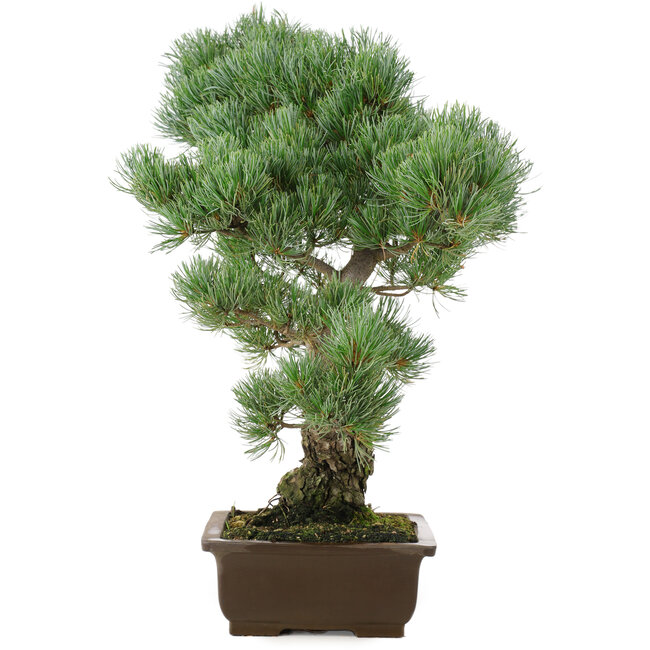 Pinus parviflora, 49 cm, ± 25 jaar oud