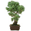 Pinus parviflora, 49 cm, ± 25 years old