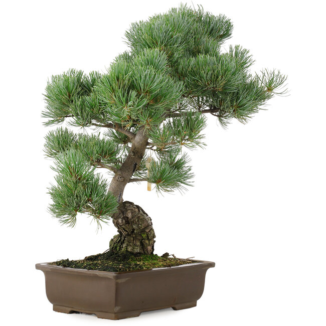 Pinus parviflora, 49 cm, ± 25 ans