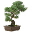 Pinus parviflora, 49 cm, ± 25 jaar oud