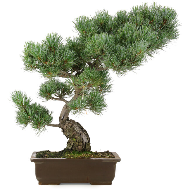 Pinus parviflora, 49 cm, ± 25 years old