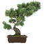 Pinus parviflora, 49 cm, ± 25 ans