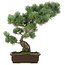 Pinus parviflora, 49 cm, ± 25 years old