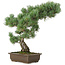 Pinus parviflora, 49 cm, ± 25 anni