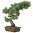 Pinus parviflora, 49 cm, ± 25 jaar oud