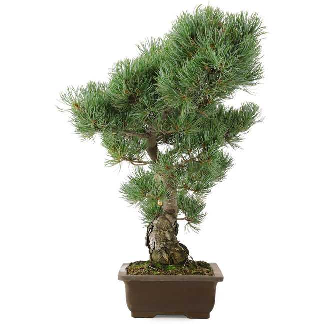 Pinus parviflora, 49 cm, ± 25 years old