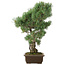 Pinus parviflora, 49 cm, ± 25 jaar oud