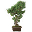 Pinus parviflora, 49 cm, ± 25 Jahre alt