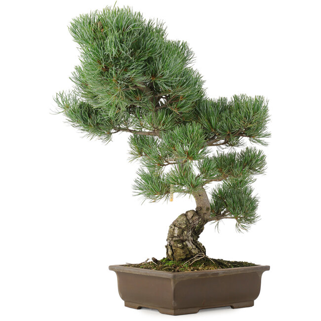 Pinus parviflora, 49 cm, ± 25 ans