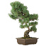 Pinus parviflora, 49 cm, ± 25 anni