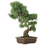 Pinus parviflora, 49 cm, ± 25 jaar oud