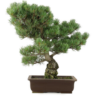 Pinus parviflora, 47 cm, ± 25 ans