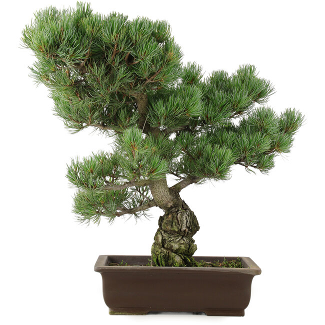 Pinus parviflora, 47 cm, ± 25 jaar oud