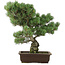 Pinus parviflora, 47 cm, ± 25 anni
