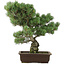 Pinus parviflora, 47 cm, ± 25 jaar oud